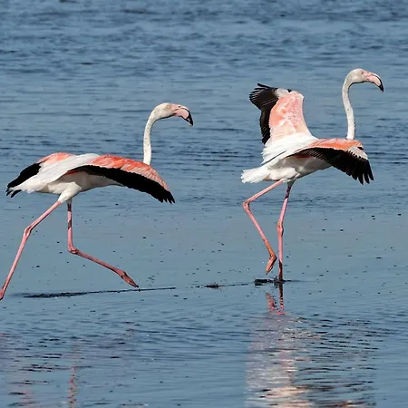 Double Avec Parking, Clim Et Piscine - Fr-1-307-140 Διαμέρισμα *